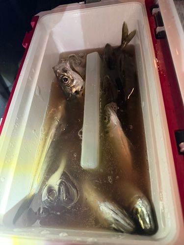 マアジの釣果