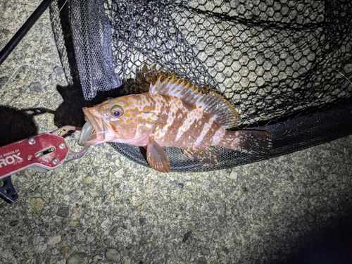 キジハタの釣果