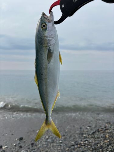 ワカシの釣果