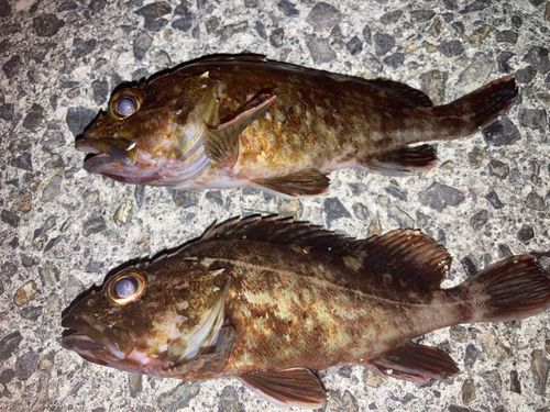 カサゴの釣果