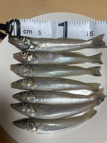 シロギスの釣果