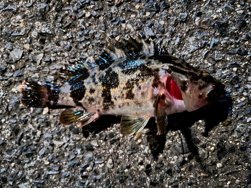 タケノコメバルの釣果