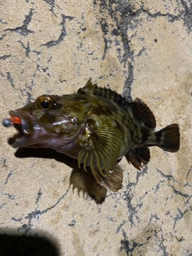 カサゴの釣果