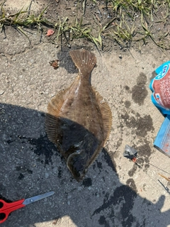 カレイの釣果