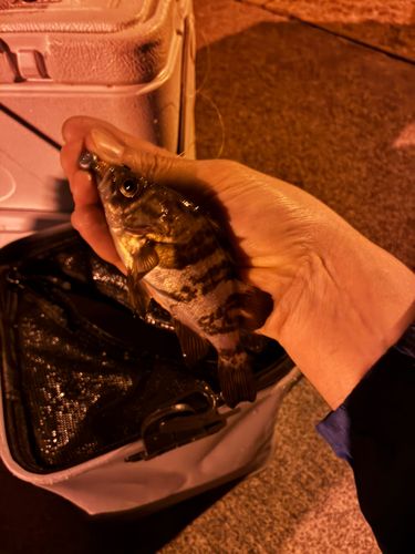 メバルの釣果