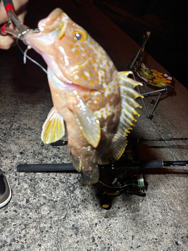 アコウの釣果