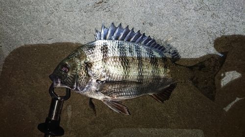 クロダイの釣果