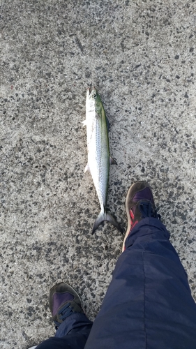 サゴシの釣果