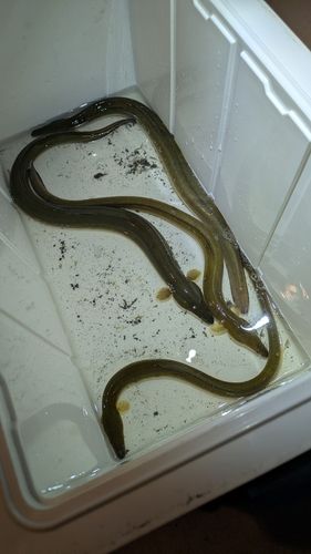 ウナギの釣果