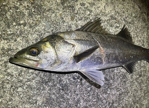 フッコ（マルスズキ）の釣果