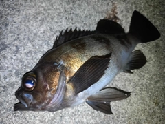メバルの釣果
