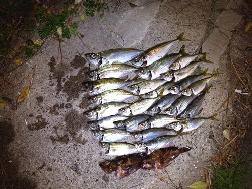 アジの釣果