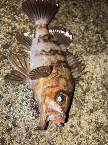 メバルの釣果