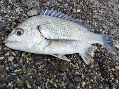 キビレの釣果