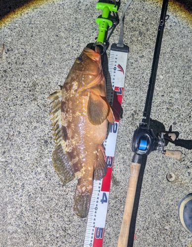 アコウの釣果