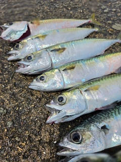 サバの釣果