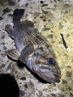 ソイの釣果