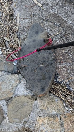 ツバクロエイの釣果
