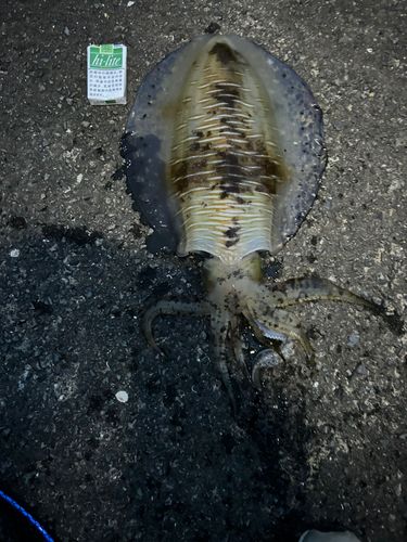 アオリイカの釣果