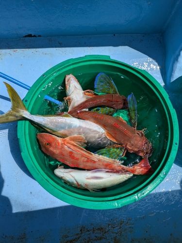ホウボウの釣果