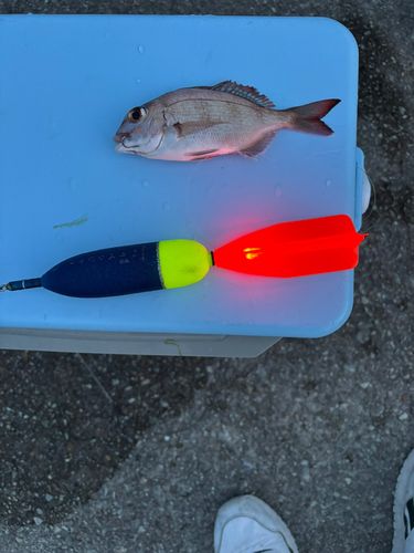 チャリコの釣果