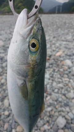 コズクラの釣果