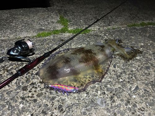 アオリイカの釣果