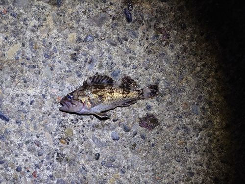 釣果