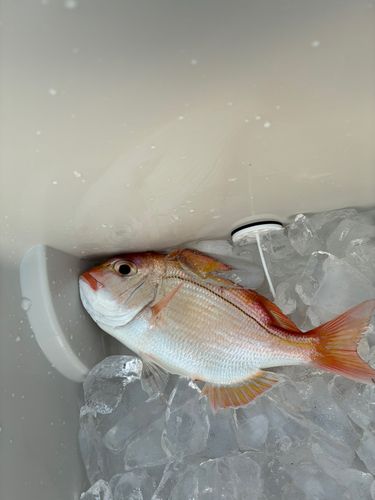 レンコダイの釣果