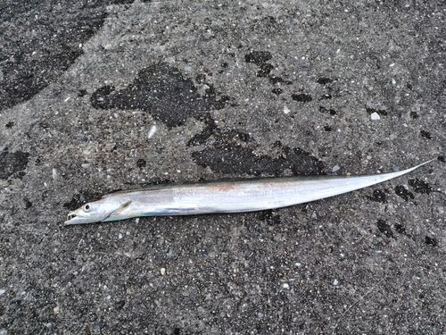 タチウオの釣果
