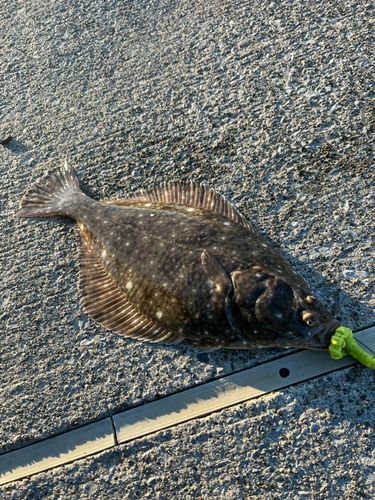 イシガレイの釣果