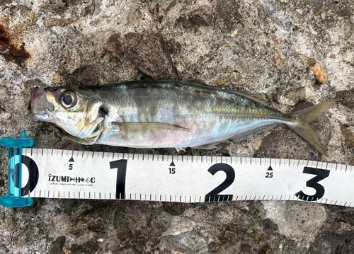 ニワカ釣り師 さんの 2026年05月04日のアジの釣り・釣果情報(秋田県