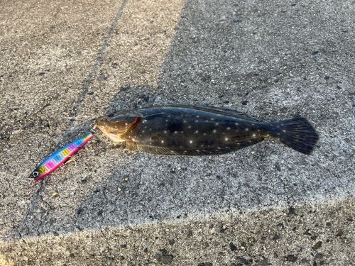 ヒラメの釣果