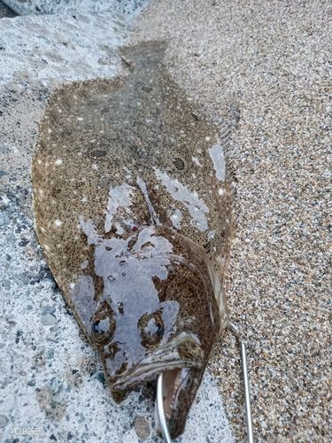 ヒラメの釣果