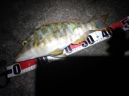 タマンの釣果
