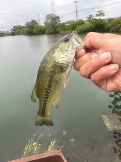 ブルーギルの釣果
