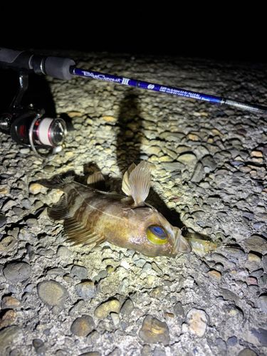 メバルの釣果