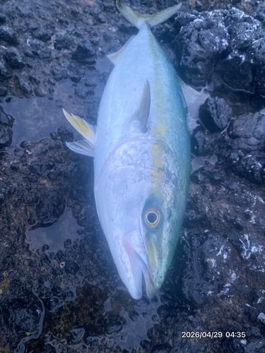 ワラサの釣果