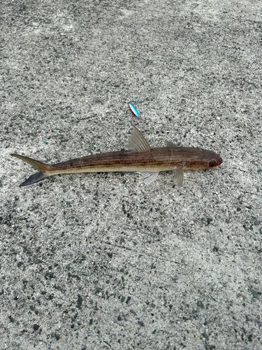 エソの釣果