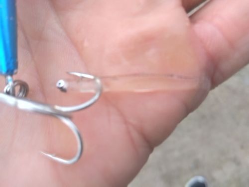 釣果