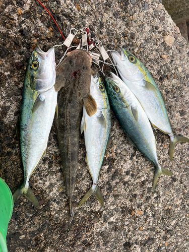 マゴチの釣果
