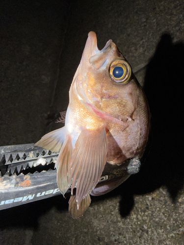 メバルの釣果