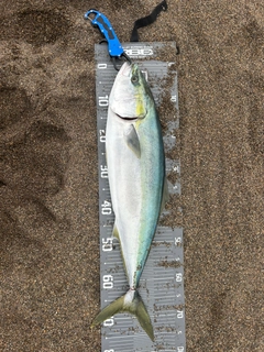 ワラサの釣果