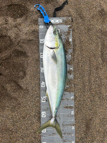ワラサの釣果
