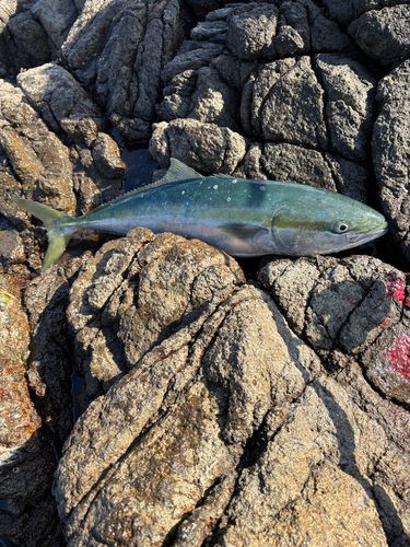 ワラサの釣果