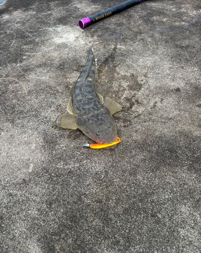 マゴチの釣果