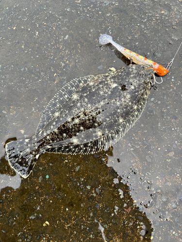 ヒラメの釣果