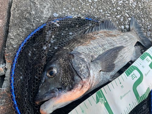 チヌの釣果