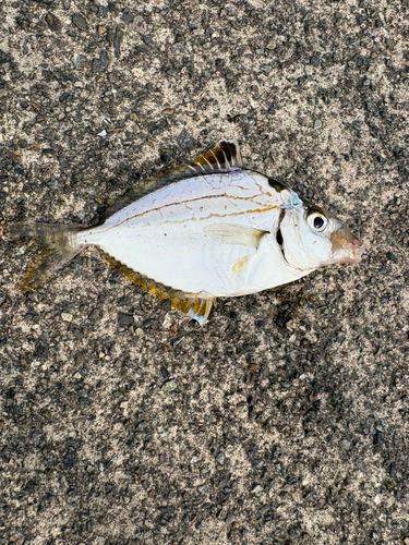 ヒイラギの釣果