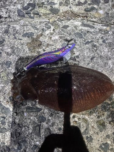 コウイカの釣果